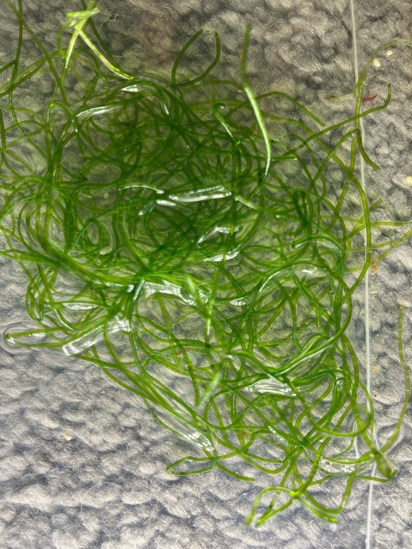 Chaetomorpha linum Drahtalge