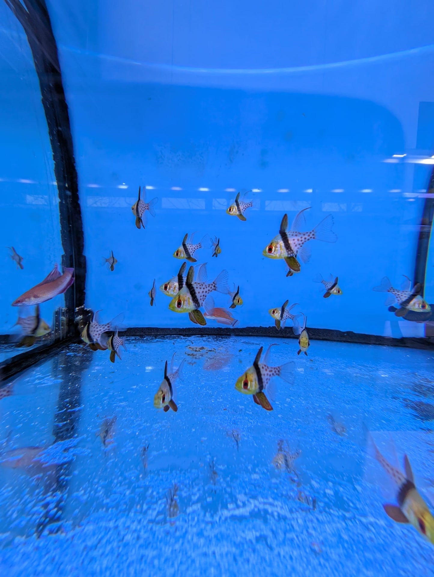 Sphaeramia nematoptera
Pyjama Kardinal