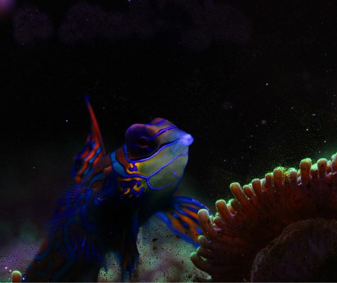 Synchiropus splendidus – Mandarin-Leierfisch (PAAR)