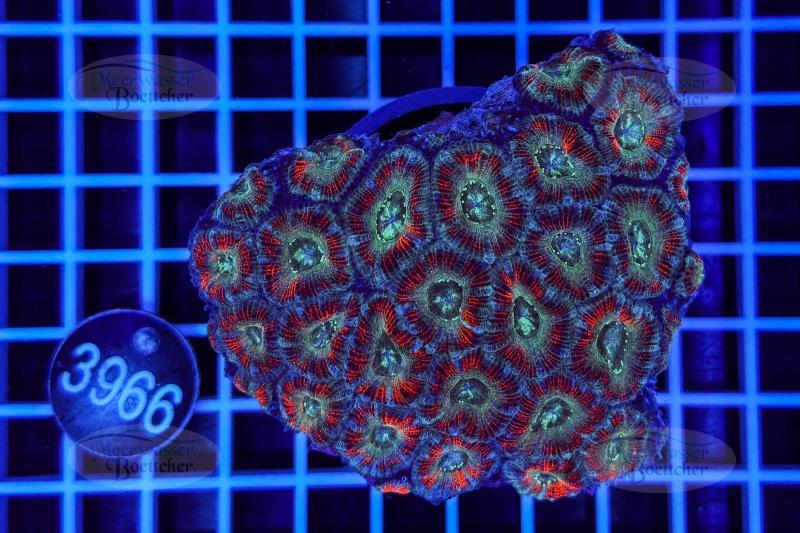 Acanthastrea lordhowensis | LPS Koralle | WYSIWYG