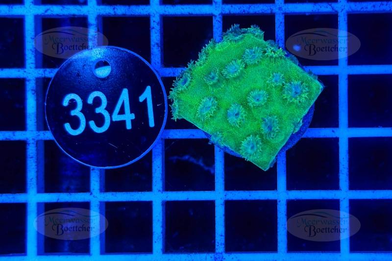 Turbinaria | LPS Koralle | WYSIWYG