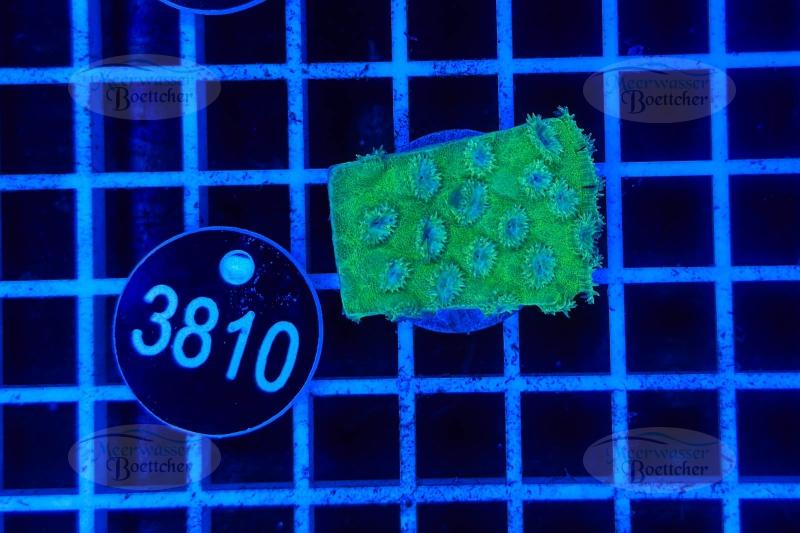 Turbinaria | LPS Koralle | WYSIWYG