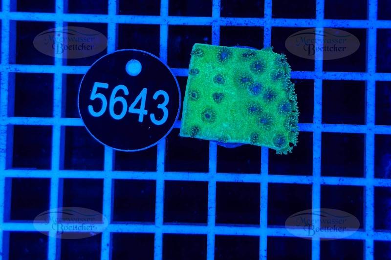 Turbinaria | LPS Koralle | WYSIWYG