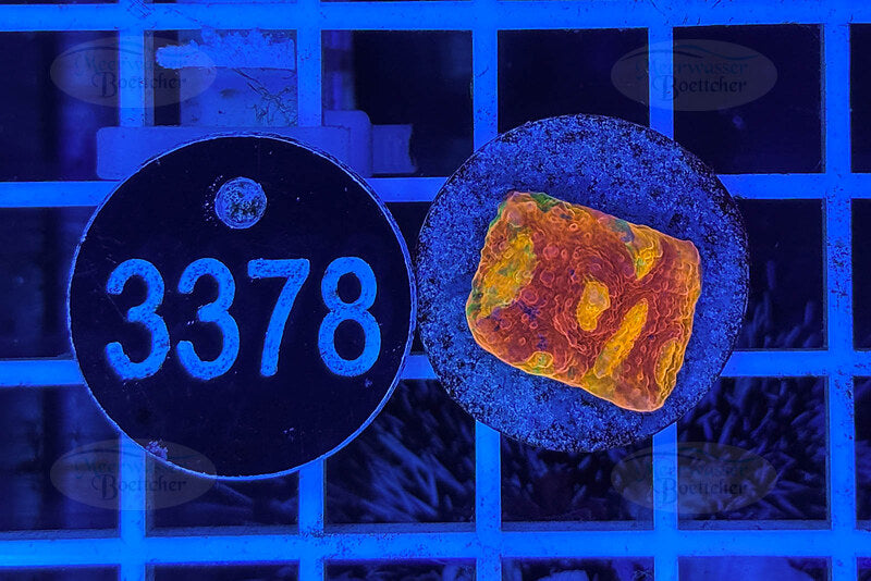 Chalice Ableger | LPS Koralle | WYSIWYG