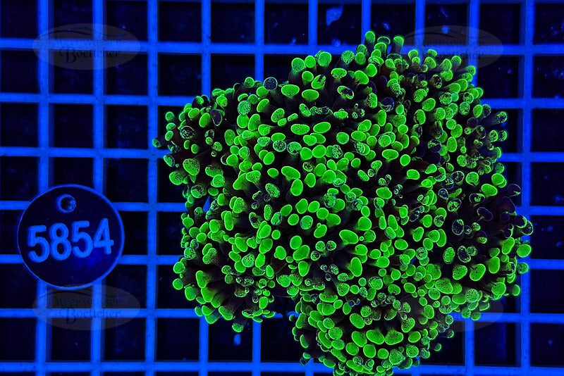 Euphyllia paraancora | LPS Koralle | WYSIWYG