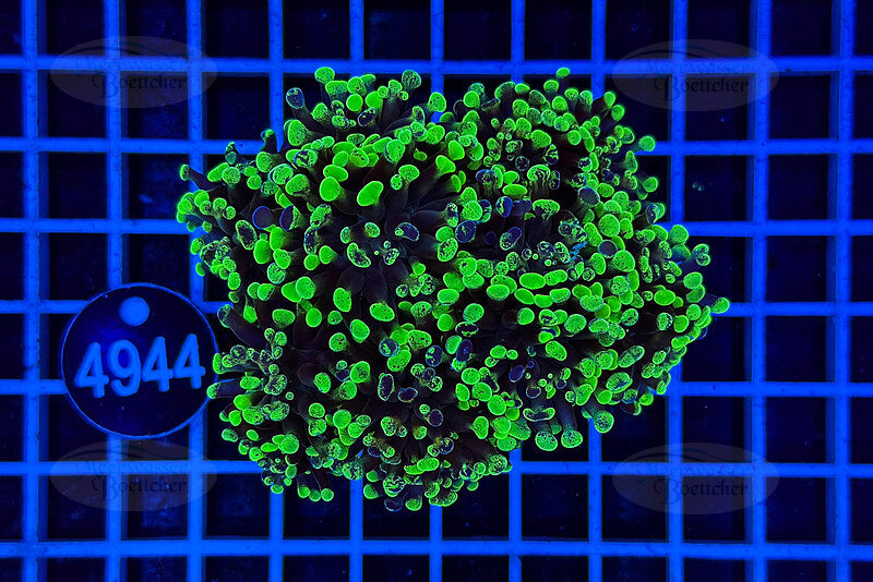 Euphyllia paraancora | LPS Koralle | WYSIWYG