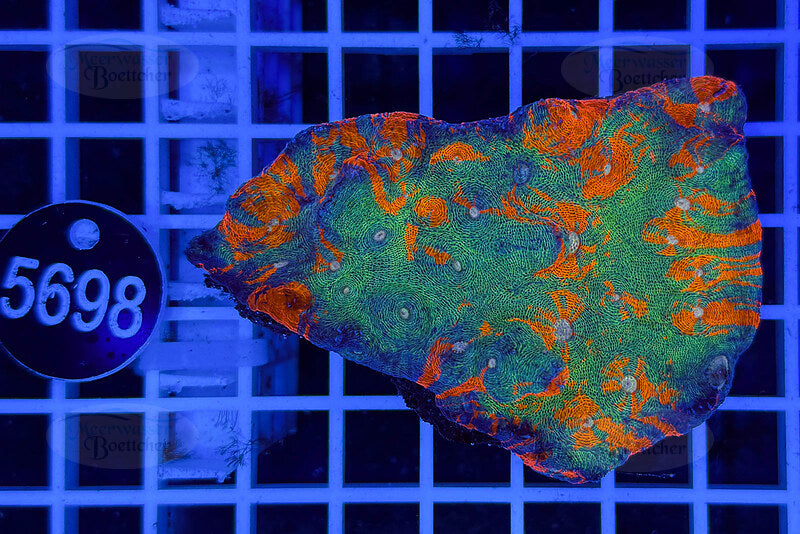 Echinophyllia sp. – Rainbow Morph | LPS Koralle | WYSIWYG