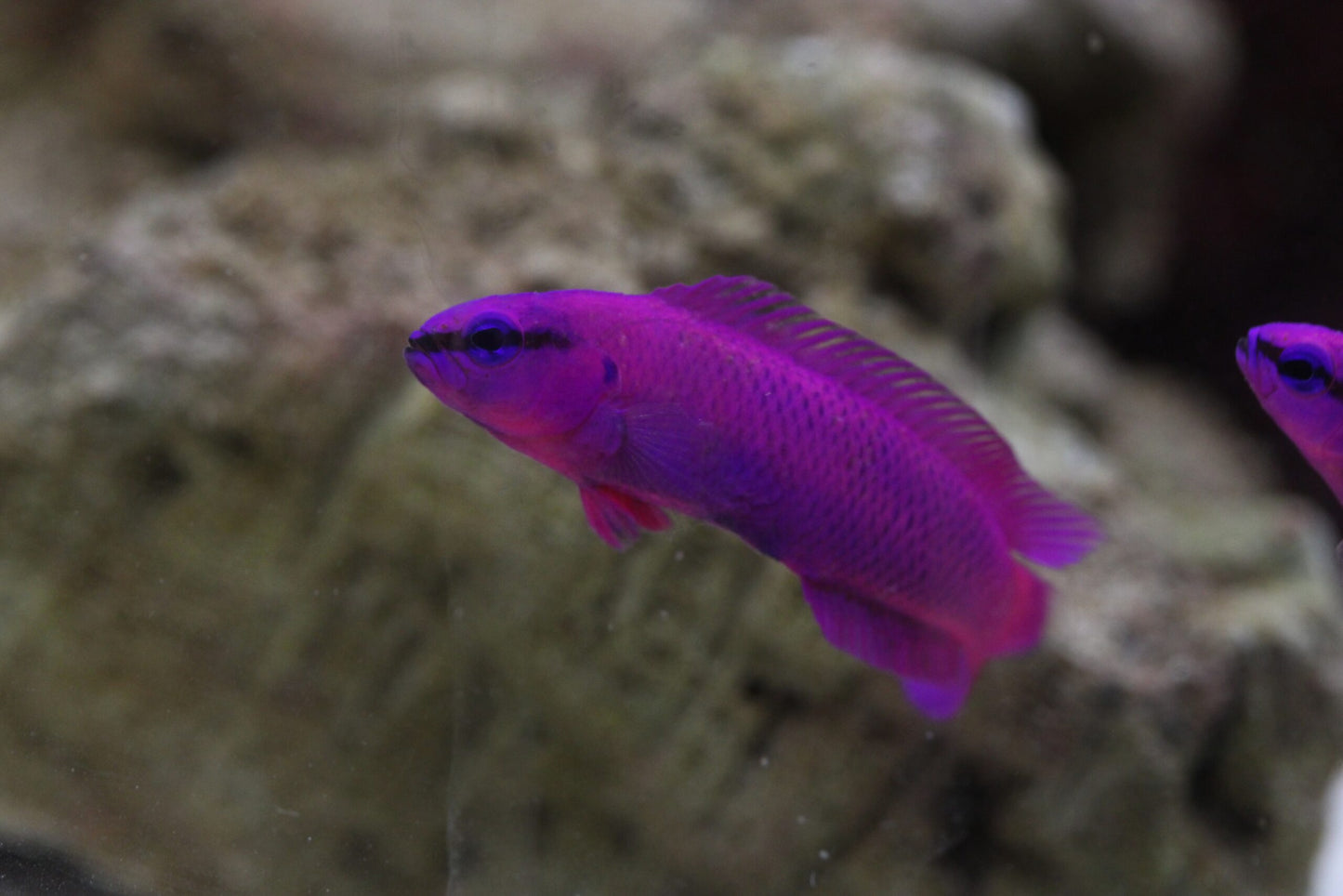 Paar Pseudochromis fridmani - König-Salomon Zwergbarsch