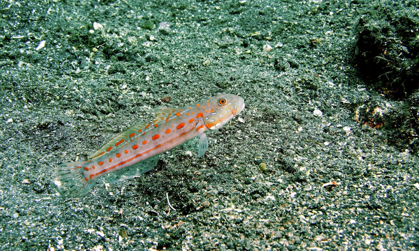 Valenciennea puellaris – Diamantgrundel