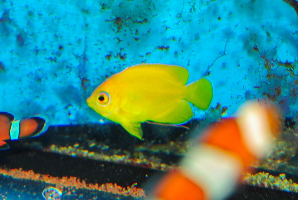 Zitronen-Zwergkaiserfisch (Centropyge flavissima)