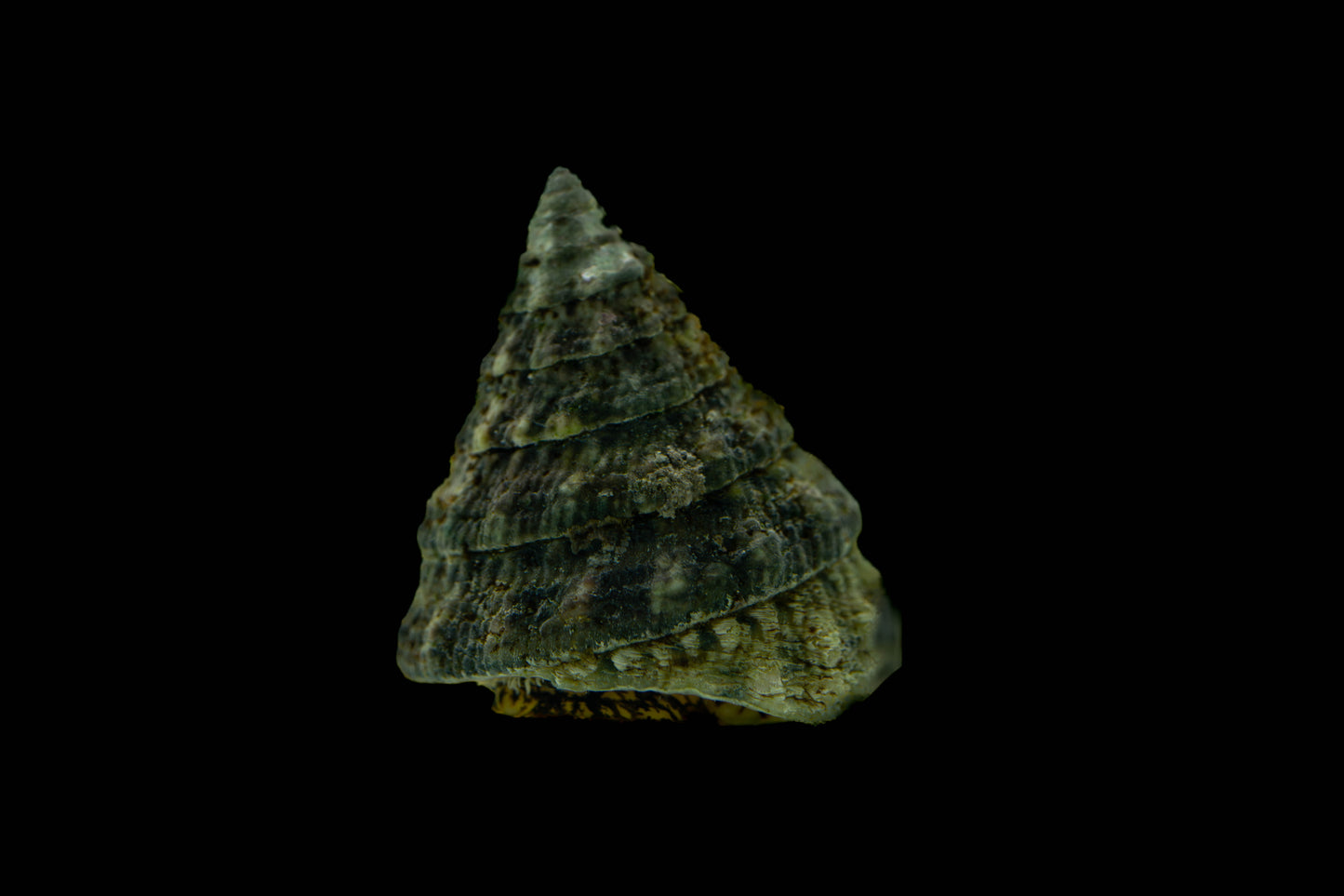 Angebot! 10ner Set Tectus fenestratus – Turboschnecke