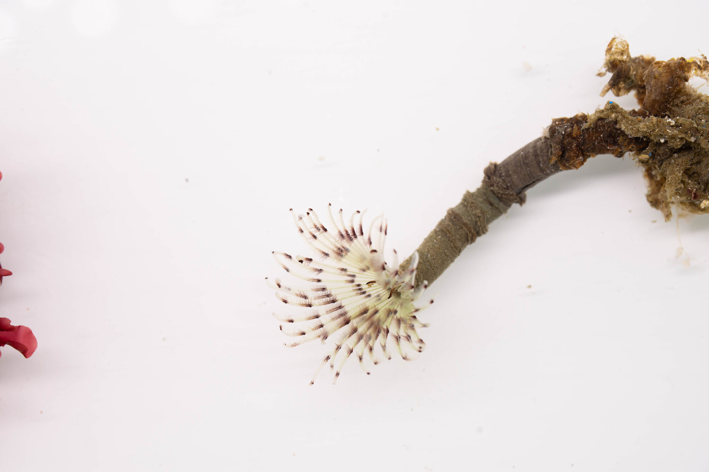 RÖHRENWURM Sabellastarte (Rot/Weiß)