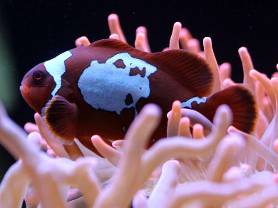 Premnas biaculeatus – Lightning Maroon NZ