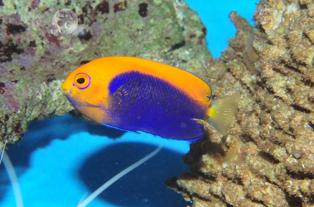 Centropyge acanthops – Orangerücken Zwergkaiserfisch