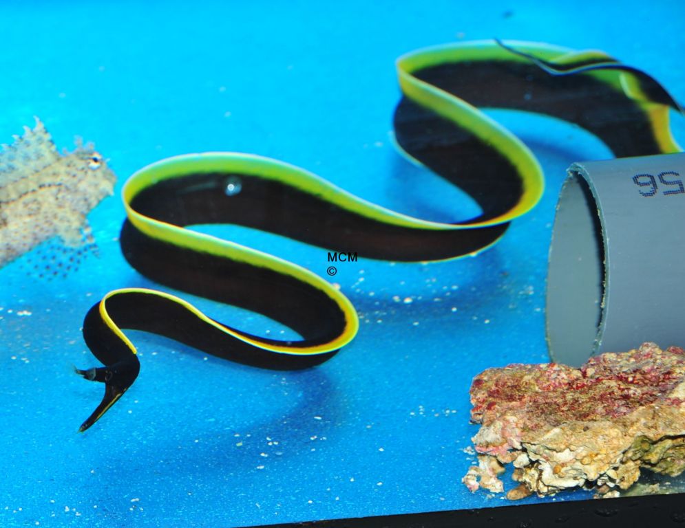 Rarität Rhinomuraena quaesita Schwarz-gelbe Nasenmuräne