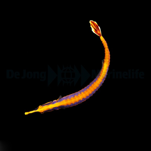 Doryrhamphus excisus exisus PAAR
Blaustreifen-Seenadel