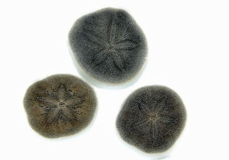 Brissus spp. (Sanddollar flach) XXL