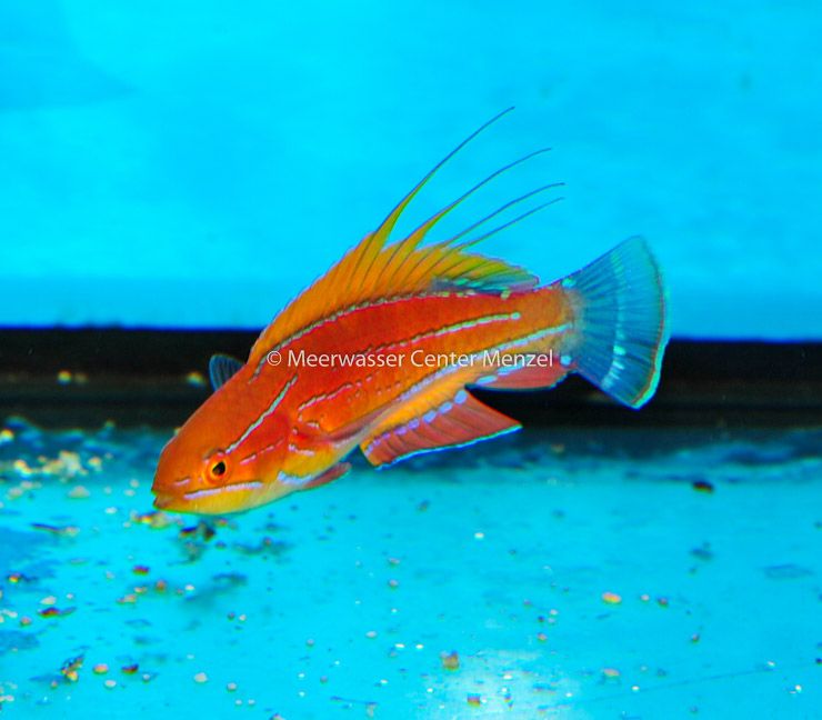 Paracheilinus lineopunctatus Roter Zwerglippfisch