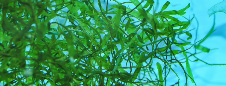 Caulerpa filiformis Kriechsprossenalge