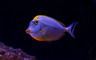 Gelbklingen-Nasendoktor (Naso elegans)