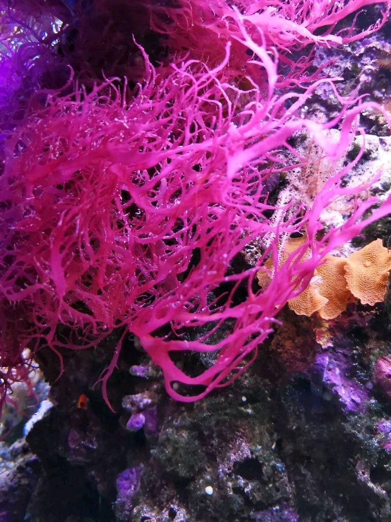 Halymenia durvillei - Rotalge