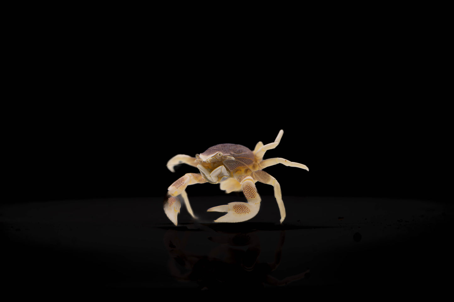 Neopetrolisthes ohshimai Ohshimas Porzellankrebs