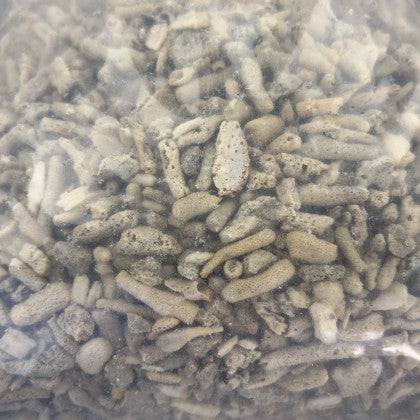 Echter Korallenbruch ca. 30 mm / 20 kg Sack