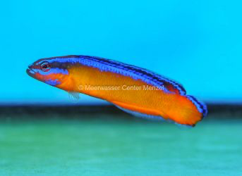 Pseudochromis aldabrensis NZ
Aldabra-Zwergbarsch