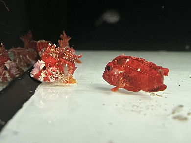 Paracentropogon zonatus – Stirnflosser