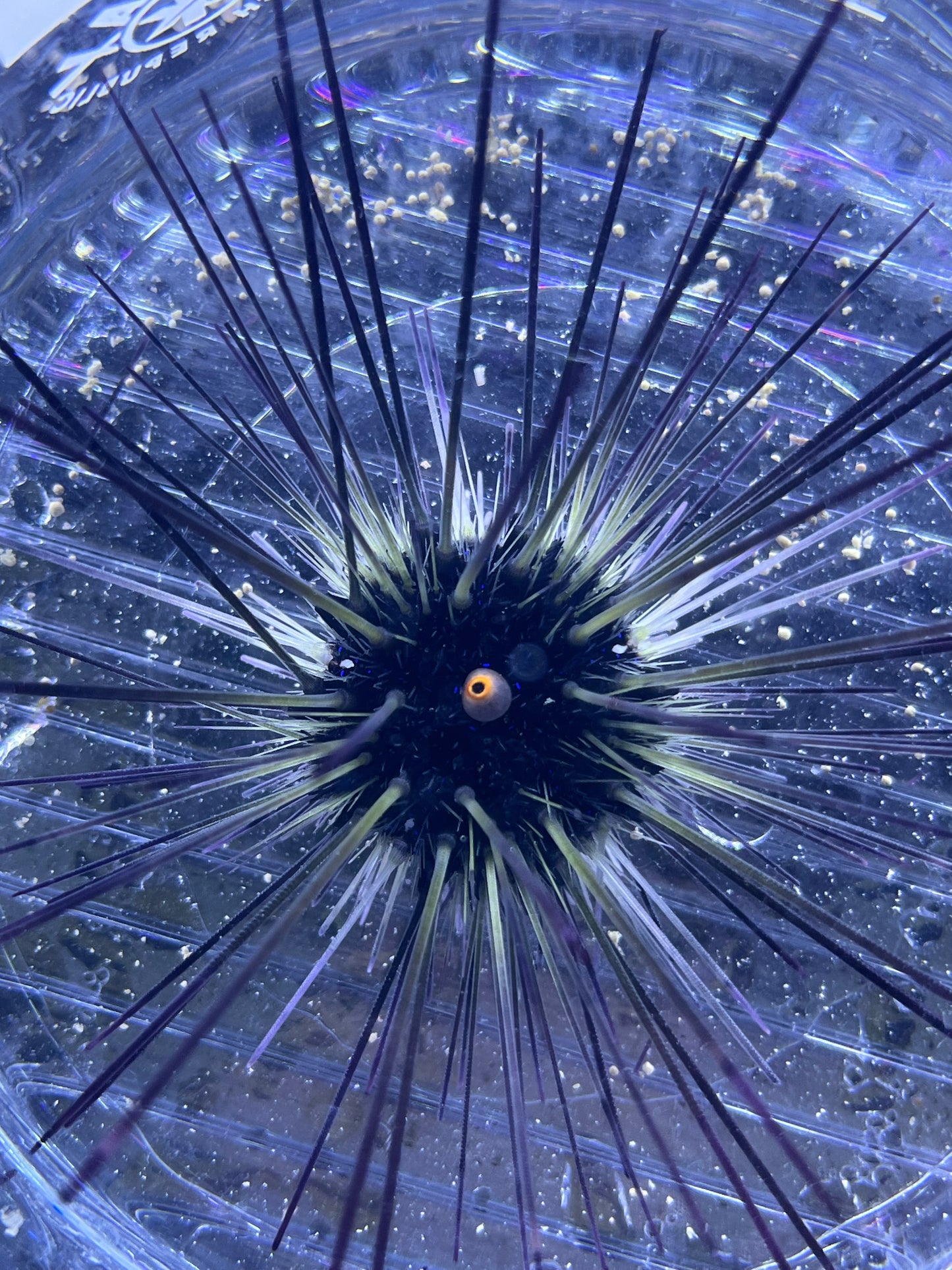 Diadema setosum Diadem Seeigel