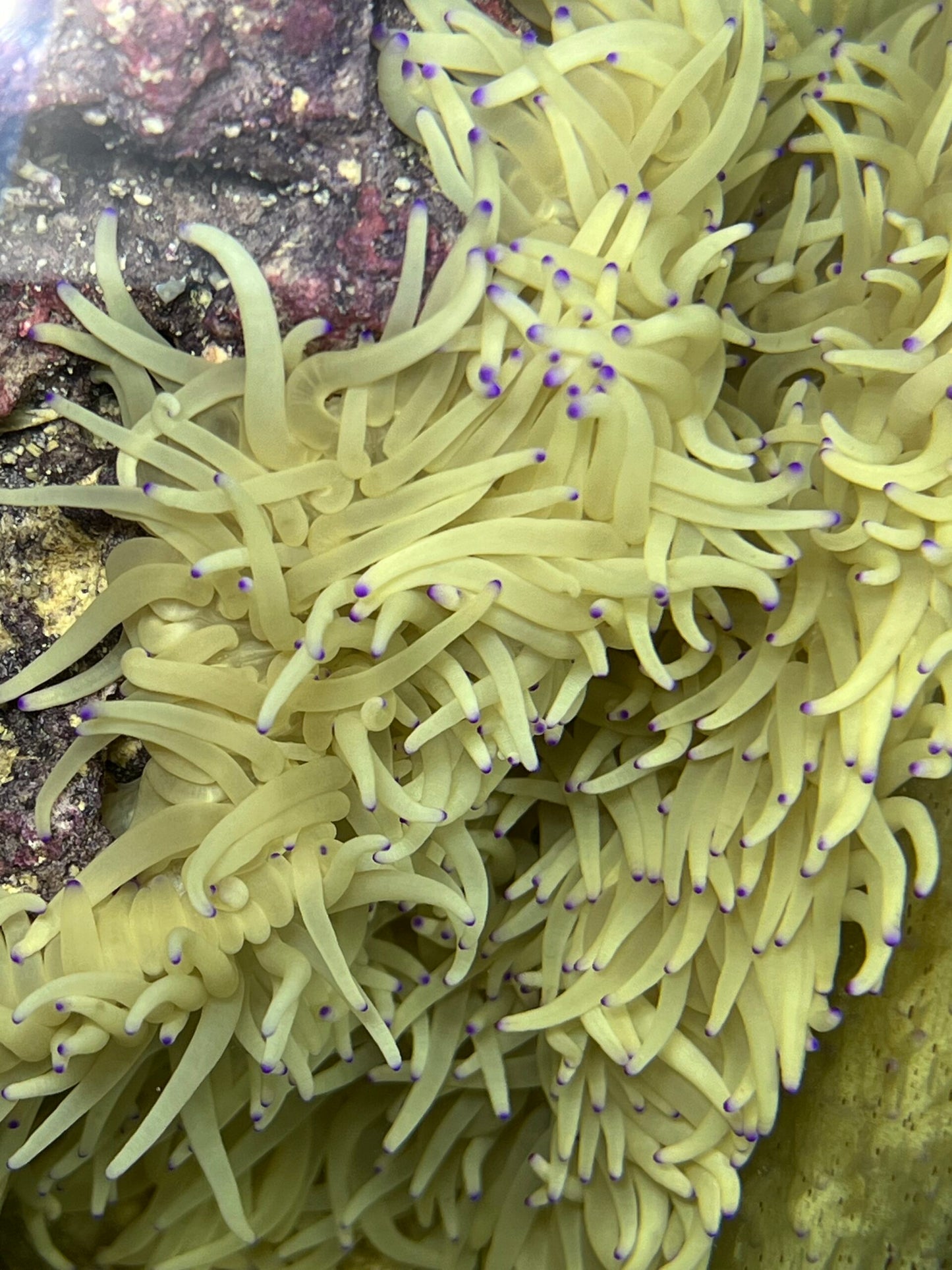 XXL Heteractis crispa Lederanemone WYSIWYG