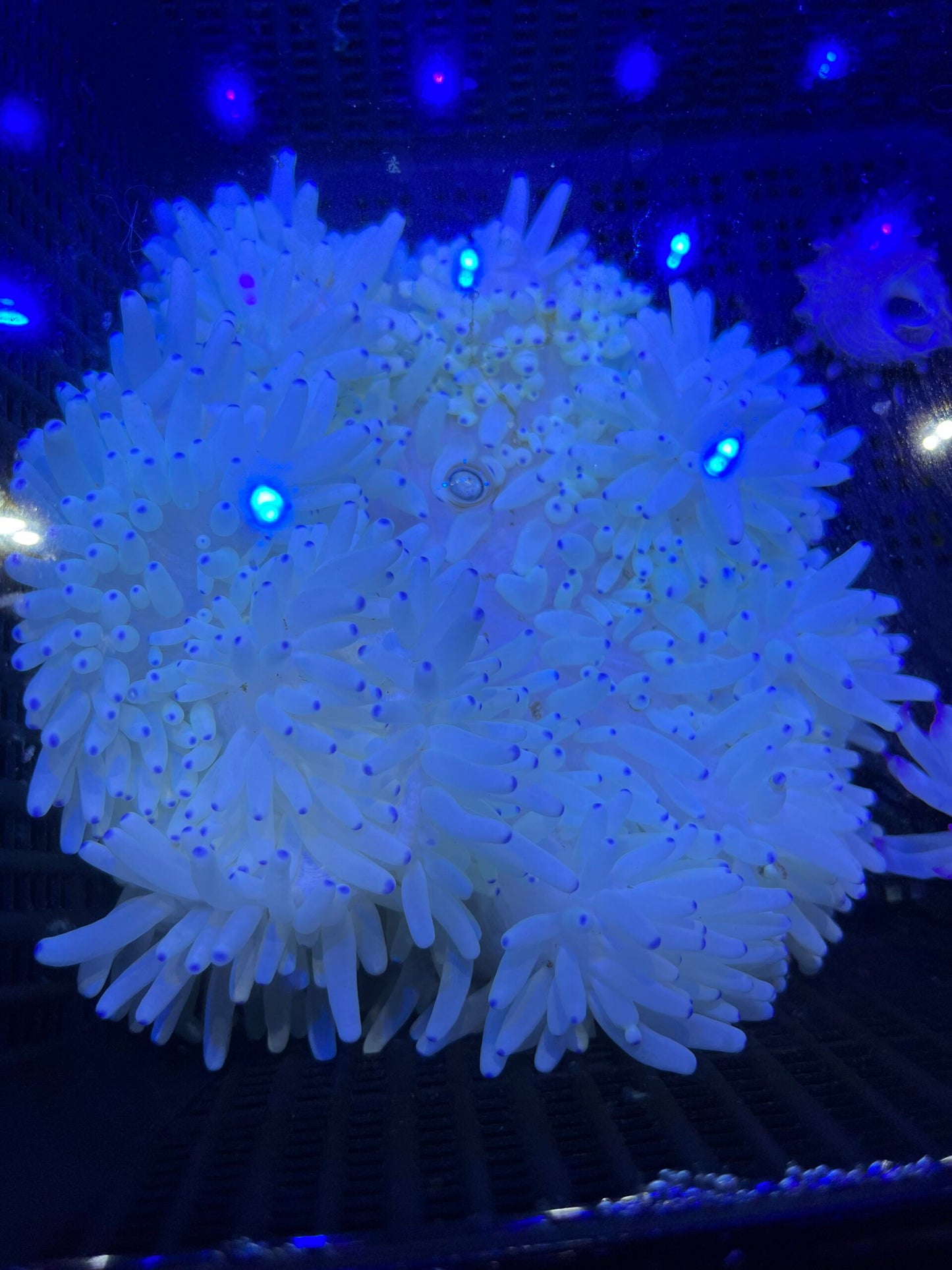 Xl Heteractis crispa Lederanemone WYSIWYG