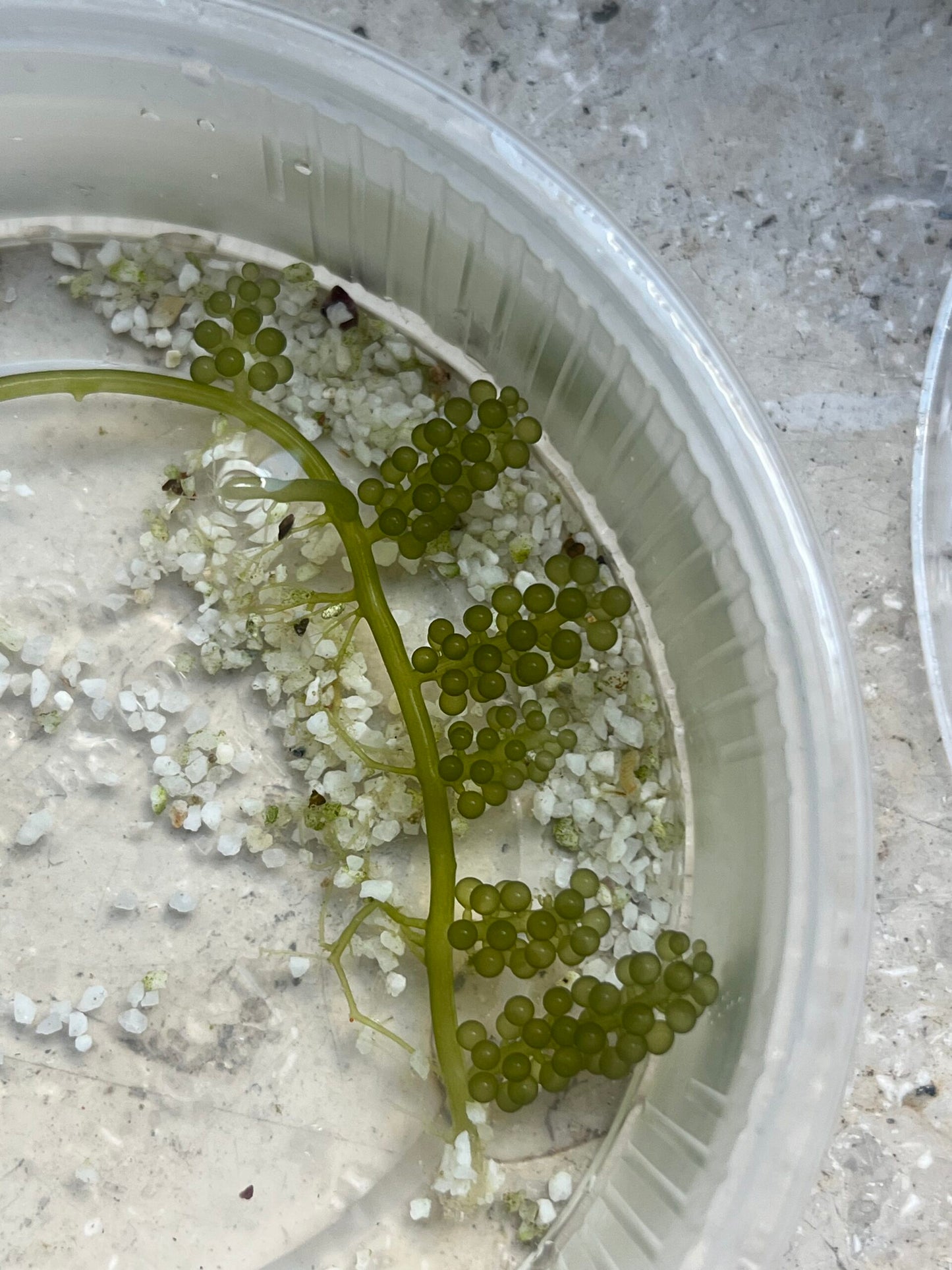 Caulerpa lentillifera (Trauben-Kriechsprossalge)