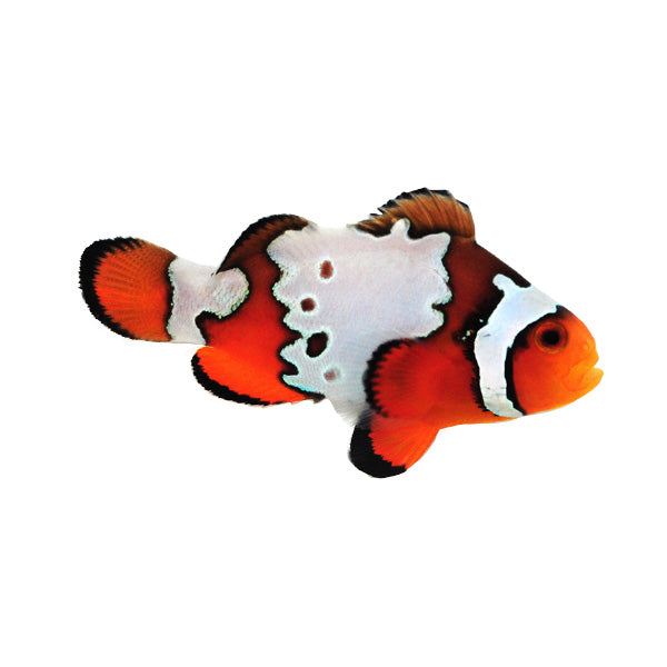 Amphiprion ocellaris "snowflake/fancy