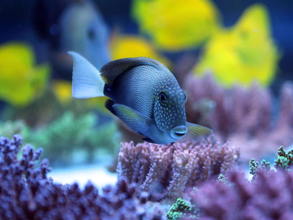 Acanthurus maculiceps - Sommersprossen-Doktorfisch