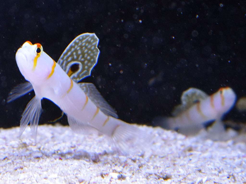 Amblyeleotris randalli - Randalls Wächtergrundel