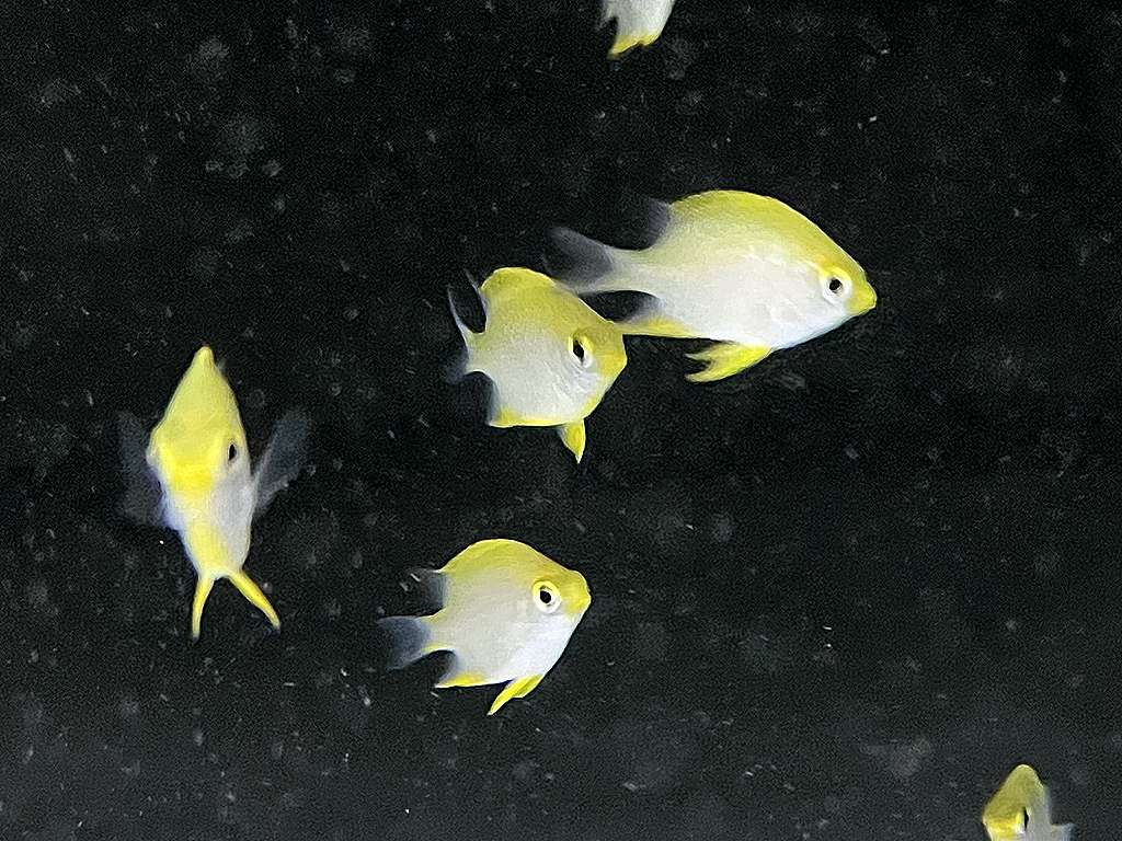 Amblyglyphidodon ternatensis - Gold Demoiselle