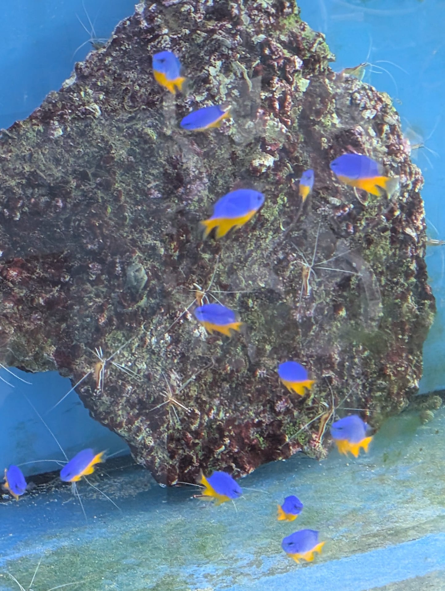 Chrysiptera hemicyanea Gelbbauch Demoiselle