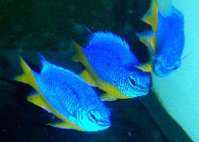 Chrysiptera hemicyanea - Azur-Demoiselle