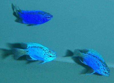 Chrysiptera springeri - Springers Demoiselle