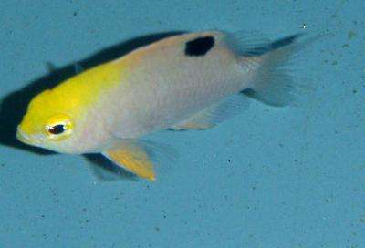 Chrysiptera talboti - Talbots Demoiselle