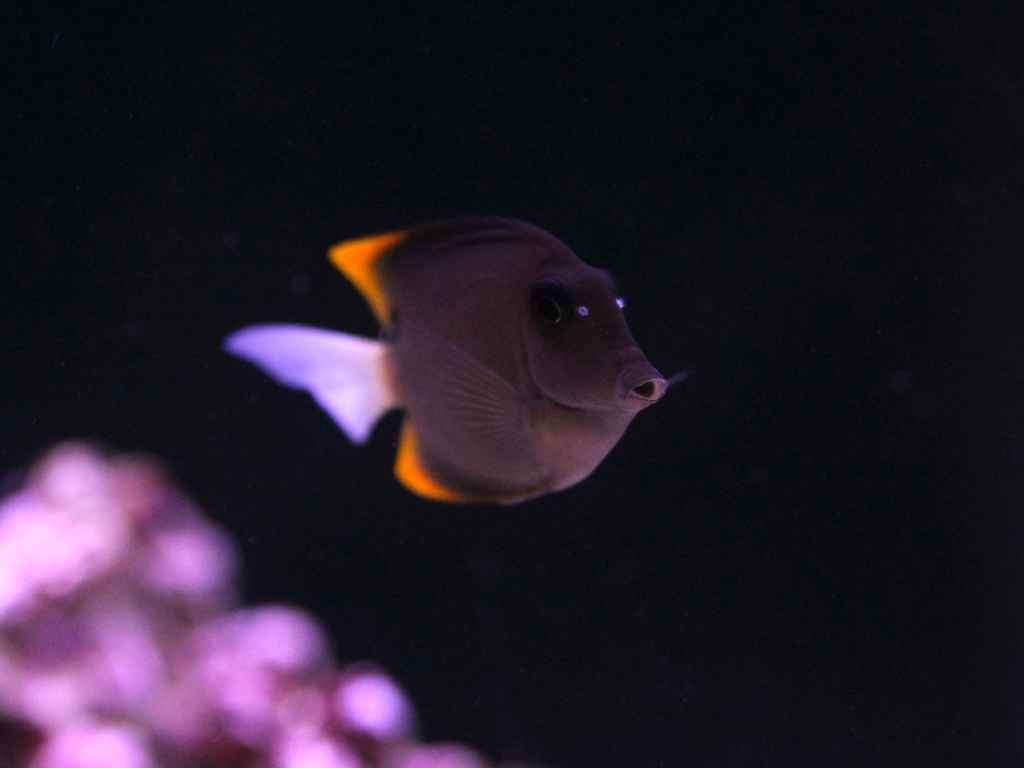 Ctenochaetus tominiensis - Tomini Borstenzahndoktor