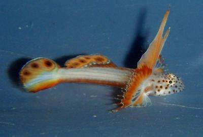 Discordipinna griessingeri - Prachtgrundel, Rarität!