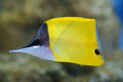 Forcipiger flavissimus - Gelber-Pinzettfisch