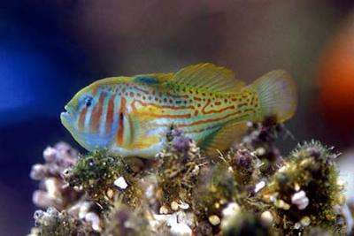 Gobiodon histrio - Grüne Korallengrundel