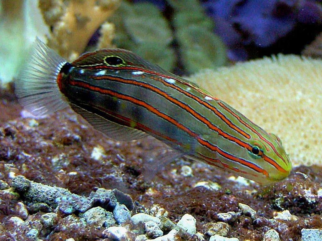 Koumansetta rainfordi - Rainfords Grundel