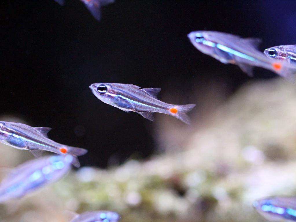 Ostorhinchus parvulus - Rotflecken-Kardinalbarsch