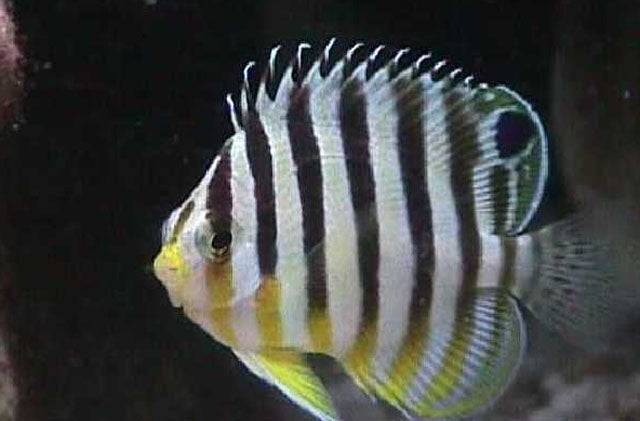 Paracentropyge multifasciata Zebra Zwergkaiser