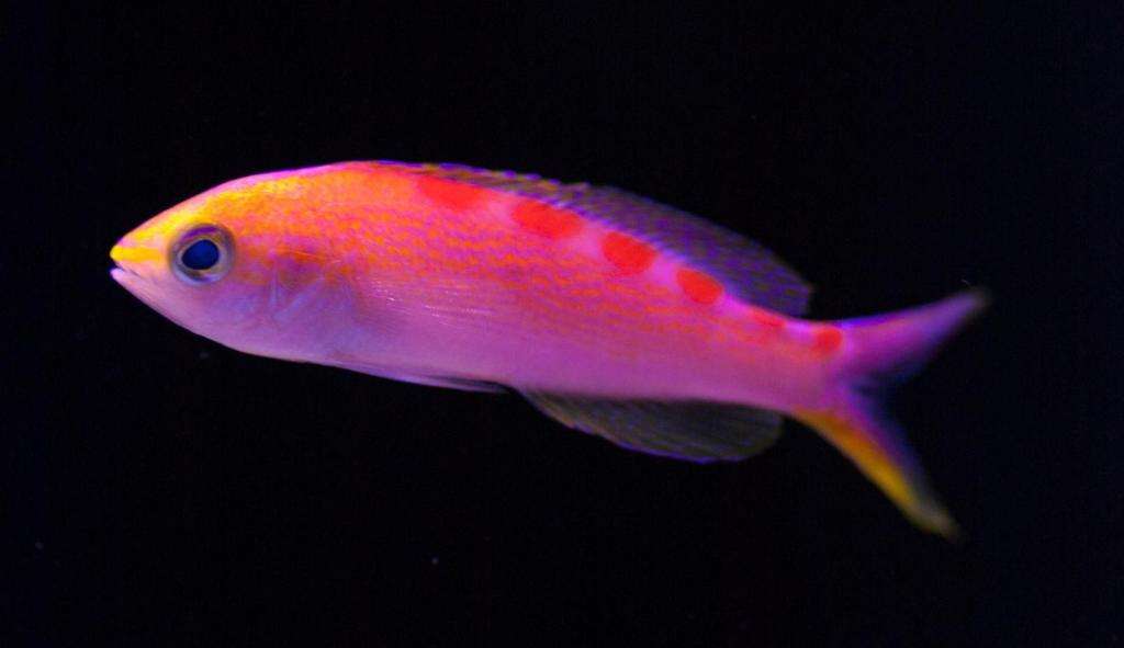 Pseudanthias flavoguttatus - Rotrücken-Fahnenbarsch