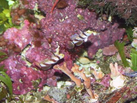 Stonogobiops nematodes – Fadengrundel